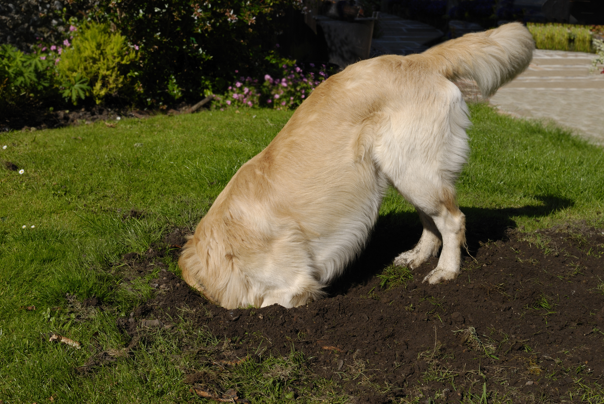 Így szoktassuk le a kutyát a kertben való ásásról