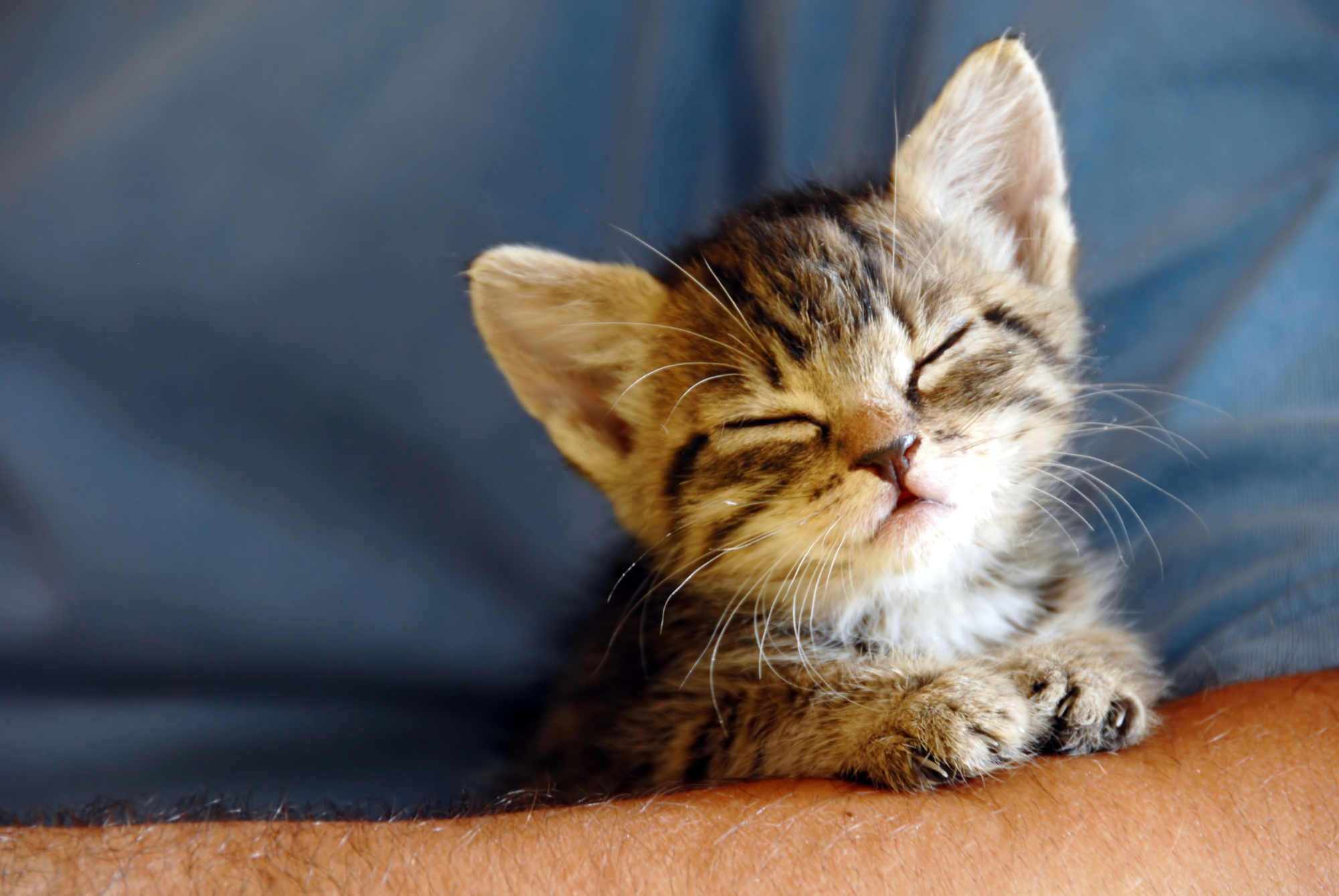 Macska szobatisztaság: így szoktassuk kedvencünket a macskaalomhoz