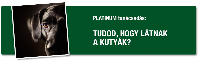 Tudod, hogy látnak a kutyák?