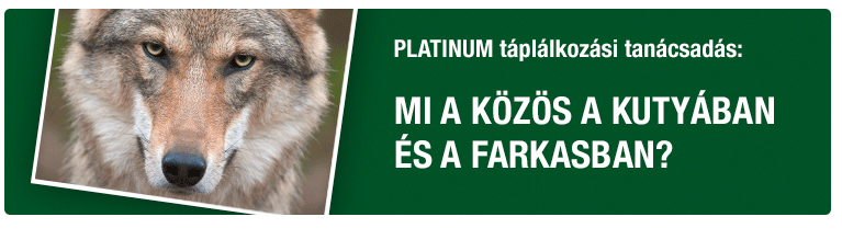 PLATINUM Tanácsadás - Mi a közös a kutyában és a farkasban?