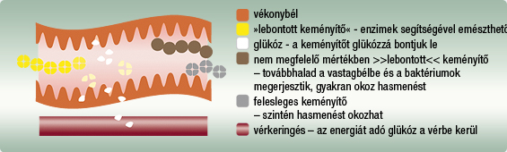 Sz&eacute;nhidr&aacute;tok lebont&aacute;s&aacute;nak szeml&eacute;ltet&eacute;se