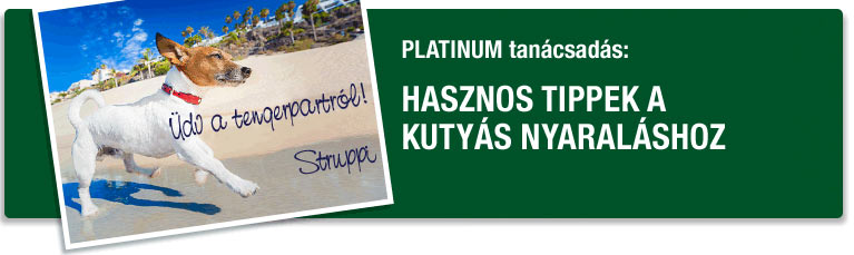 PLATINUM tanácsadás - Hasznos tippek a kutyás nyaraláshoz