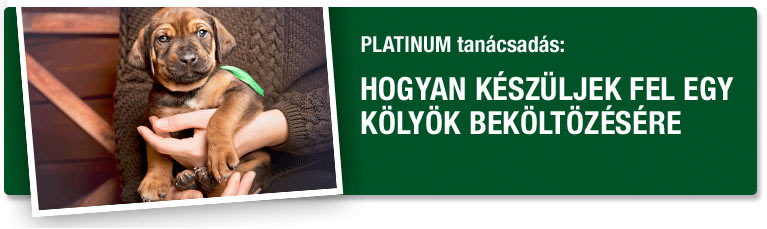 PLATINUM Tan&aacute;csad&aacute;s - T&aacute;pl&aacute;lkoz&aacute;si tan&aacute;csad&aacute;s - Hogyan k&eacute;sz&uuml;ljek fel egy k&ouml;ly&ouml;k bek&ouml;lt&ouml;z&eacute;s&eacute;re?