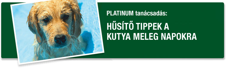 PLATINUM tanácsadás - Hűsítő tippek a kutya meleg napokra