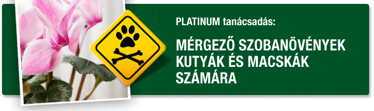 PLATINUM tanácsok: Mérgező szobanövények kutyák és macskák számára