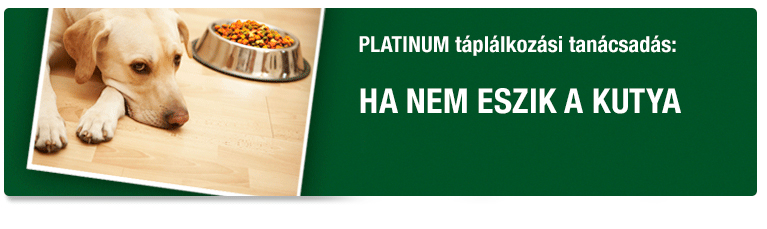 PLATINUM Tanácsadás - Ha a kutya nem eszik