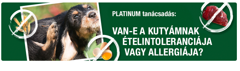 PLATINUM Tanácsadás - Van-e a kutyámnak  ételintoleranciája vagy allergiája?