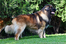 Chicago Bear from Castle 