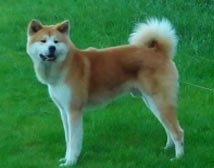 Kiryoku Go Enko Akita