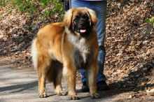 Luca-Guard Akvamarin Leonbergi