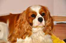 Xero Vom Goldenen M&uuml;hlbach Cavalier King Charles Sp&aacute;niel