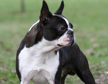M&oacute;rocz Ilona - Mex, Boston terrier