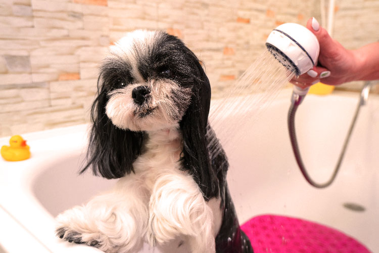 Hogyan k&ouml;nny&iacute;ts&uuml;k meg a kutya sz&aacute;m&aacute;ra a f&uuml;rdet&eacute;st?