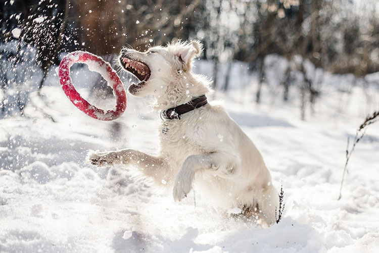 Az egészséges és boldog kutya nyomában télen is – Kutyaápolási tippek télre 
