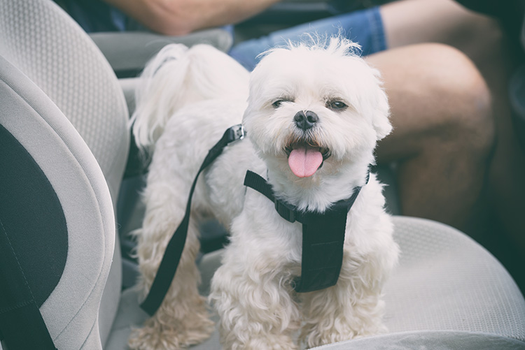 autós utazás a kutyával