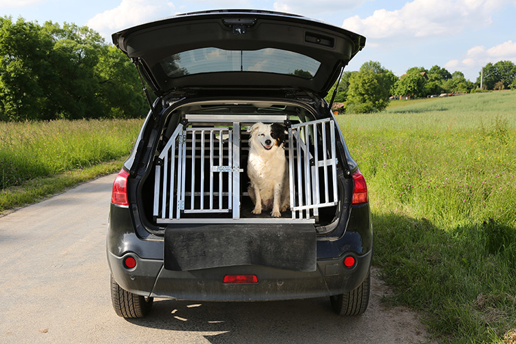 Kutyabiztonság az autóban 1x1 – Így óvjuk bundásunkat az autós utazások során