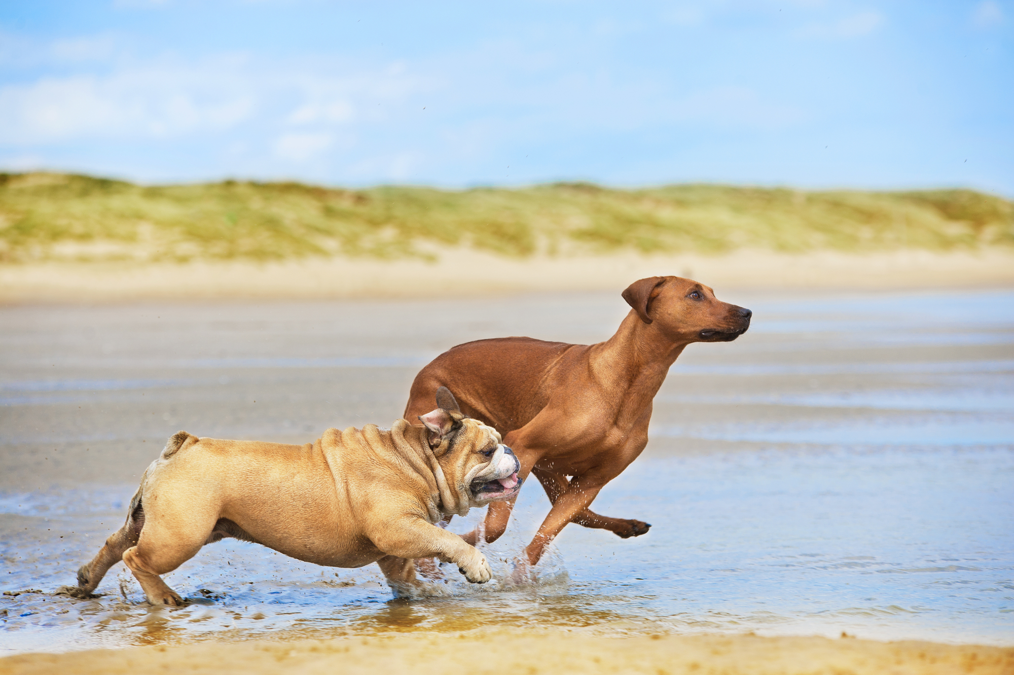 5 dolog, amire felelős kutyatartóként figyelnünk kell a strandon
