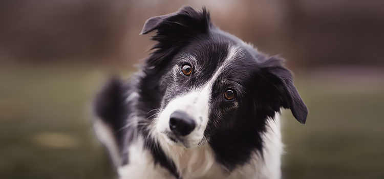 felelős kutyatart&aacute;s