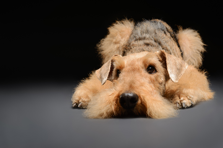 A f&eacute;lős kutya eset&eacute;ben a fokozatoss&aacute;g a kulcssz&oacute;
