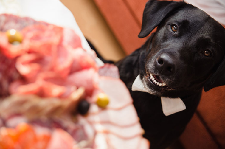 Mi&eacute;rt kunyer&aacute;l a kutya?