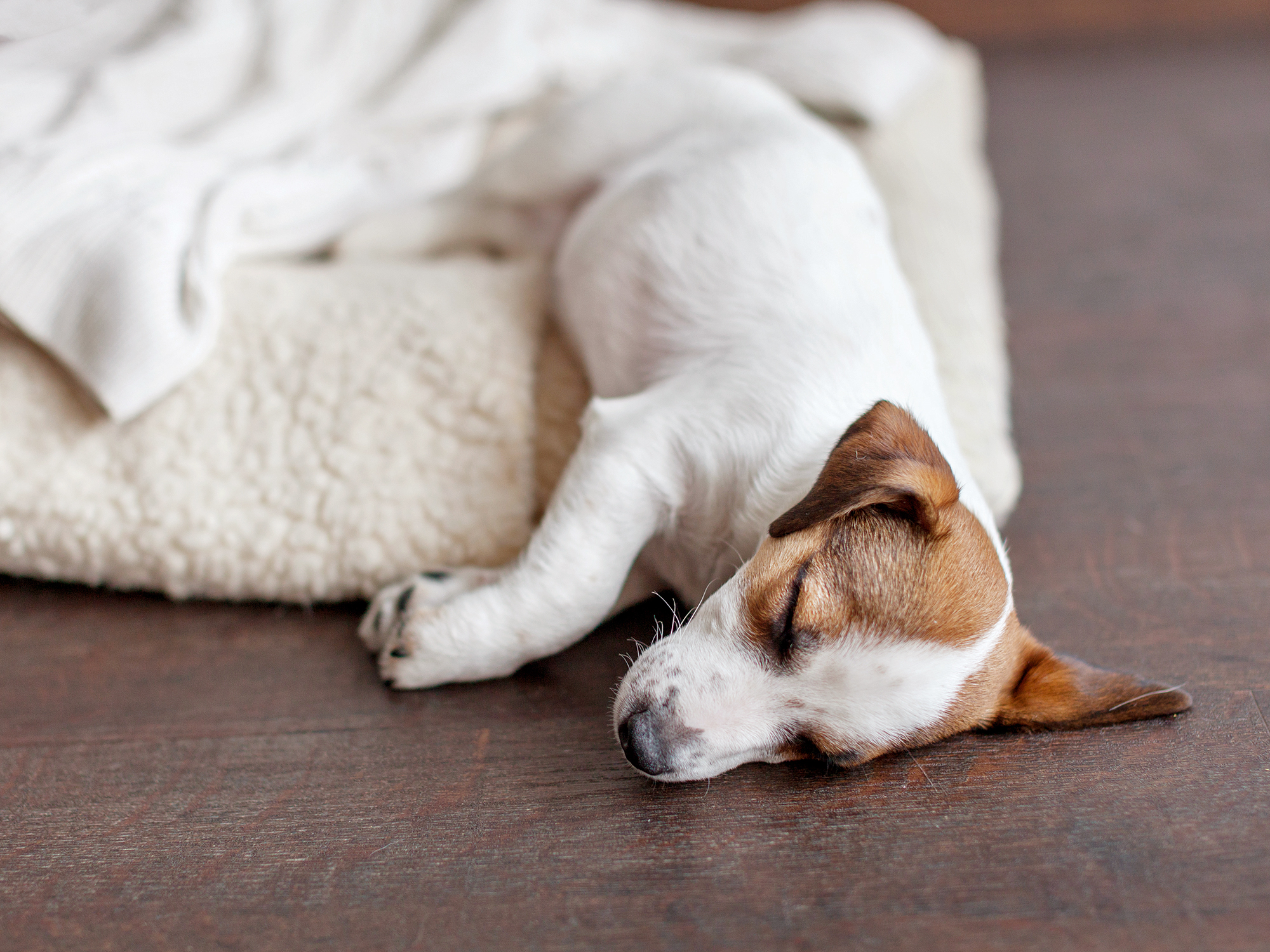 Kutya-gazdi kapcsolatról árulkodik kedvencünk alvása