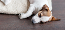 Így árulkodik a kutya-gazdi kapcsolatról a kutya alvása