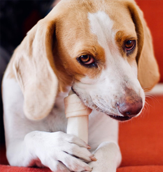 kutya etet&eacute;se jutalomfalattal