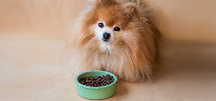 kutya etet&eacute;se t&aacute;bl&aacute;zattal