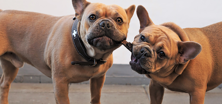 Kutya fog&aacute;pol&aacute;s alapok