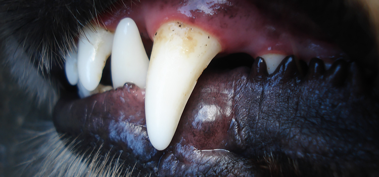 A kutya fog&aacute;pol&aacute;sa, ha m&aacute;r kialakult a baj