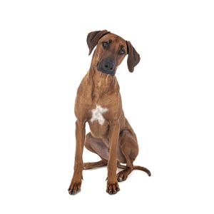 Afrikai oroszl&aacute;nkutya