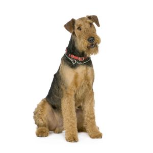 Airedale terrier