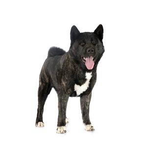 Amerikai akita