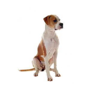 kutyafajta k&eacute;pekkel amerikai bulldog