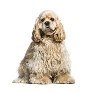 Amerikai cocker sp&aacute;niel