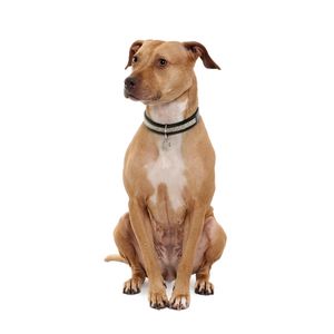 Amerikai pitbull terrier