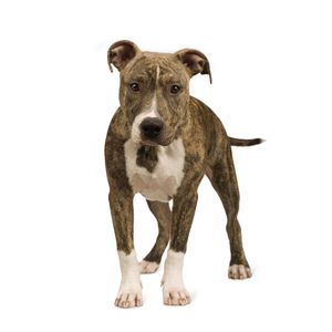 Amerikai staffordshire terrier