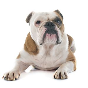 kutyafajta k&eacute;pekkel angol bulldog