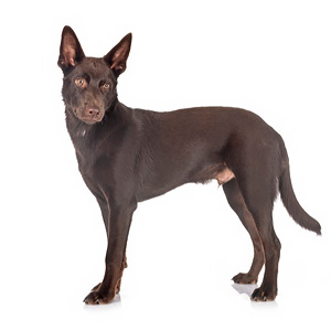 Ausztr&aacute;l kelpie