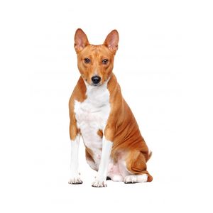 Basenji