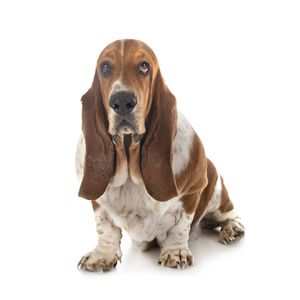 Basset hound