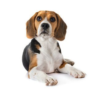 Beagle