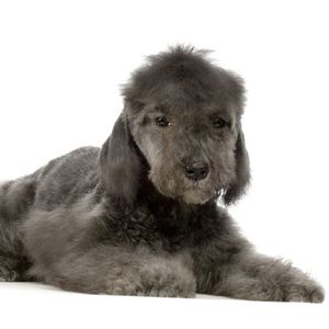 Bedlington terrier