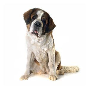 kutyafajta k&eacute;pekkel bern&aacute;thegyi