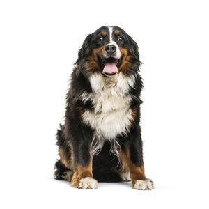 p&aacute;sztorkutya fajta