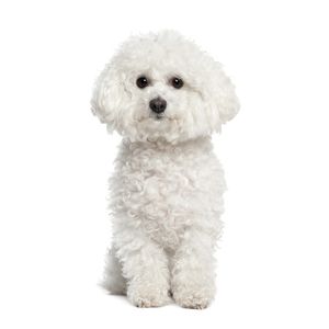 Bichon fris&eacute;