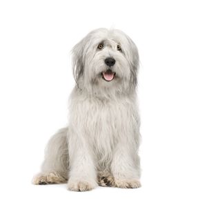 &Oacute;angol juh&aacute;szkutya, vagy bobtail