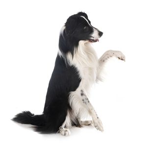 legokosabb kutyafajta