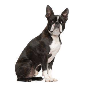 Boston terrier