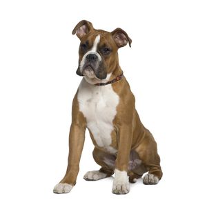 kutyafajta k&eacute;pekkel boxer